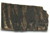 Proterozoic Stromatolite (Collenia) Slab - Minnesota #299967-1
